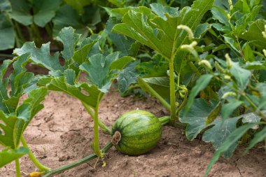 Genç balkabağı tarlada büyüyor.