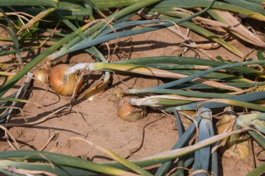 Olgun soğanların ayrıntıları bahçede yetişir.