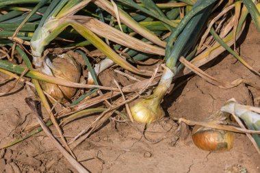 Bahçede taze soğanlar yetişiyor.