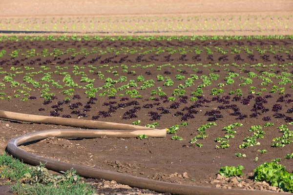 Salad Field Hose Watering — Stock Photo, Image