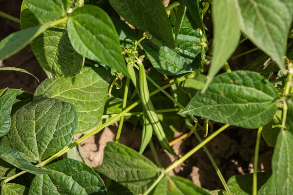 Detail Beans Growing Garden — 图库照片