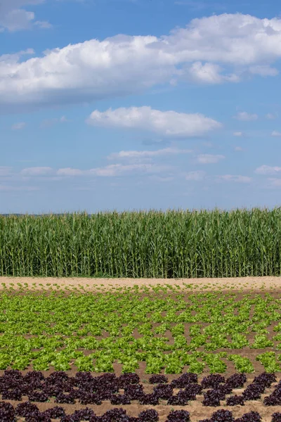 salad and corn field in summer