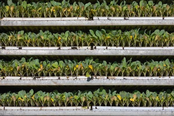 Cabbage Bedding Plants Stapled —  Fotos de Stock