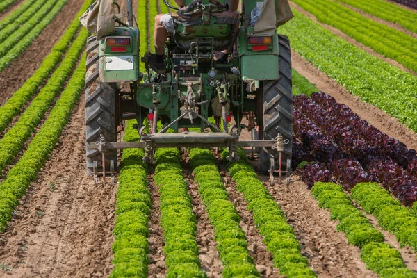 Detail Tractor Working Salad Field — Foto Stock