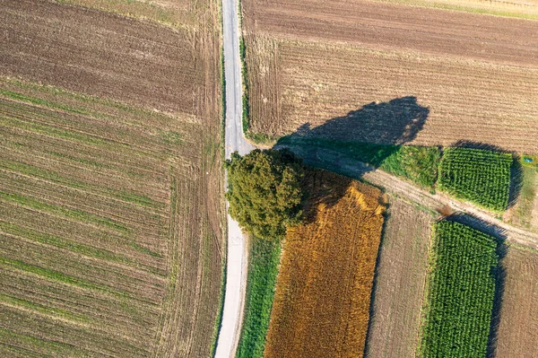 Aerial View Tree Empty Fields Late Summer — Zdjęcie stockowe