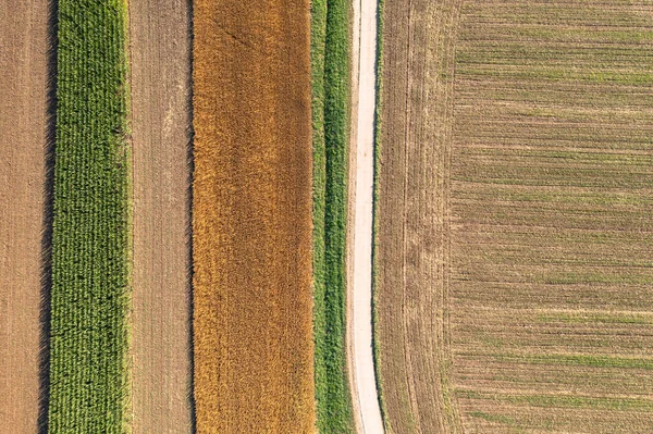 Aerial View Road Corn Wheat Field Summer — 스톡 사진