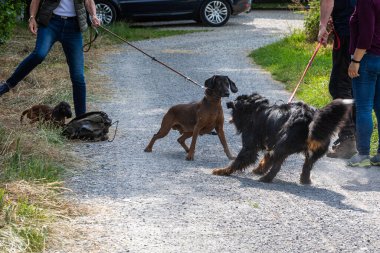 two dogs on leash have a dominant meeting