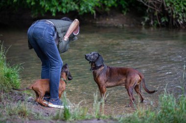 dogs and dog trainer at a river bank