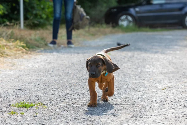 puppy sniffer dog on a gravel road encounters the world