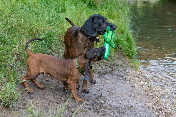 Old Young Tracker Dog Toy Playing River — 图库照片