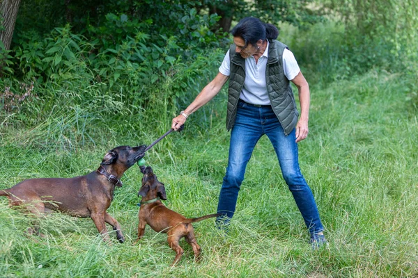 trainer pulls with tracker dog on a toy on a meadow