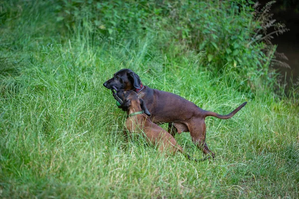 Two Bloodhounds Playing Toy Meadow — Stok fotoğraf