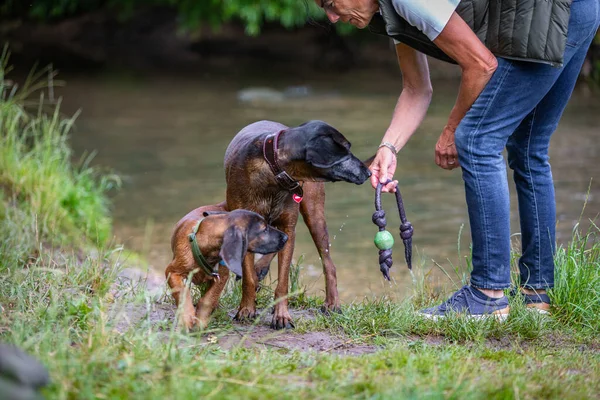 sniffer dog sniffing on a toy and puppy follows