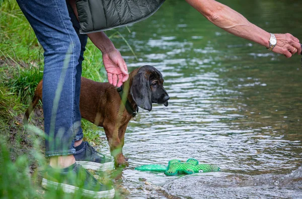 dog trainer tries to lure a puppy into the water with toys