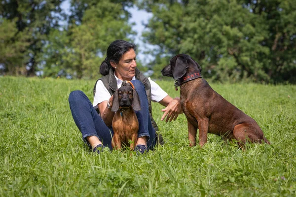 young and old tracker dog with woman on a meadow