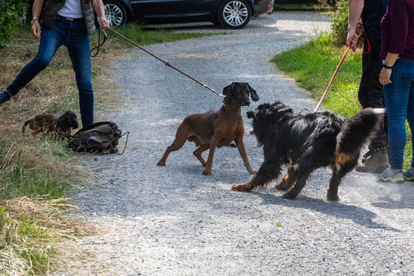 Two Dogs Leash Have Dominant Meeting Stockbild