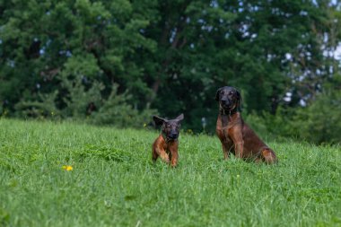 older tracker dog watches youngster running on a meadow