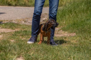 puppy tracker dog between legs