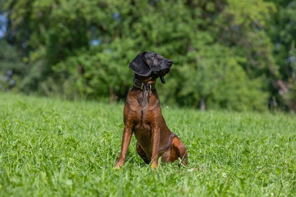 Tracker Dog Sits Green Meadow Turning Its Head — Fotografia de Stock