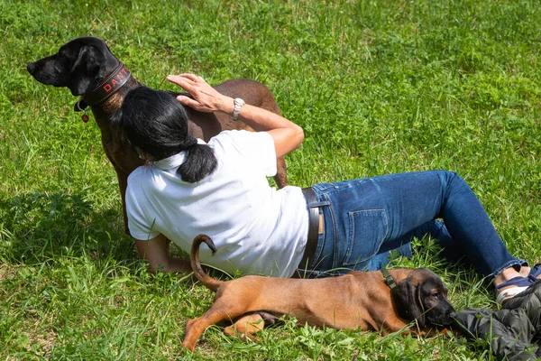 woman relaxes on a green meadow with two sniffer dogs