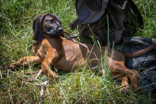 Bloodhound Puppy Relaxing Hight Grass — Stock Photo, Image