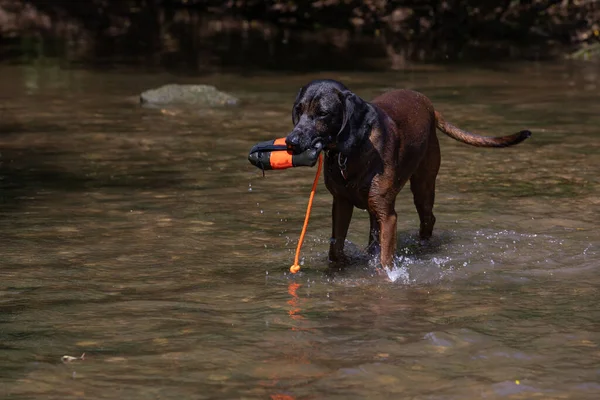 Beautiful Tracker Dog Fetches Toy Out Water — 图库照片
