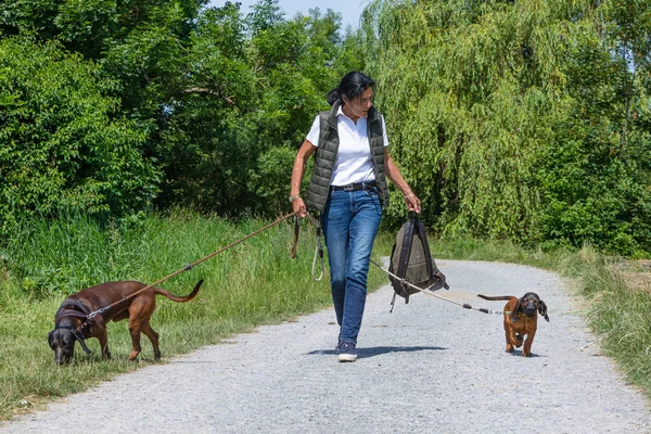 woman walking with two sniffer dogs on the leash