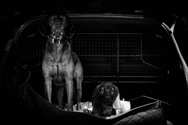 old and young tracker dog in trunk of a car