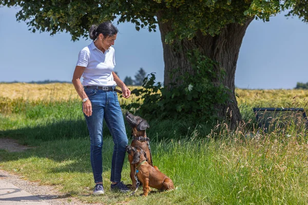 dog trainer with two sniffer dogs faceing each other