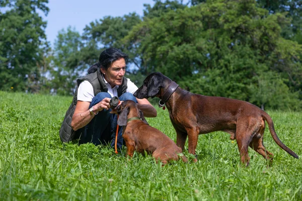Trainer Has Full Attention Her Dogs While Looking Treats Stockfoto