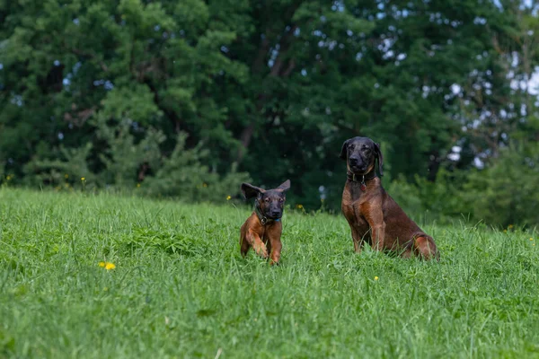 Older Tracker Dog Watches Youngster Running Meadow Stockbild