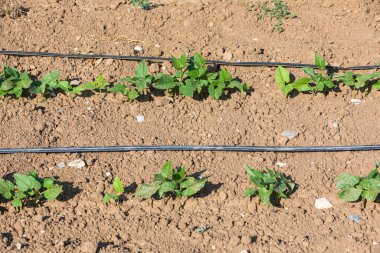 Sahaya taze fasulyelerle yapay su dökme.