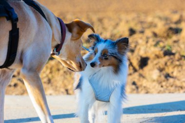 Shelty yürüyüş sırasında dışarıda diğer köpeklerle buluştu.