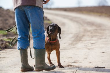 Şirin koklayıcı köpek sahibine saygı duyar.