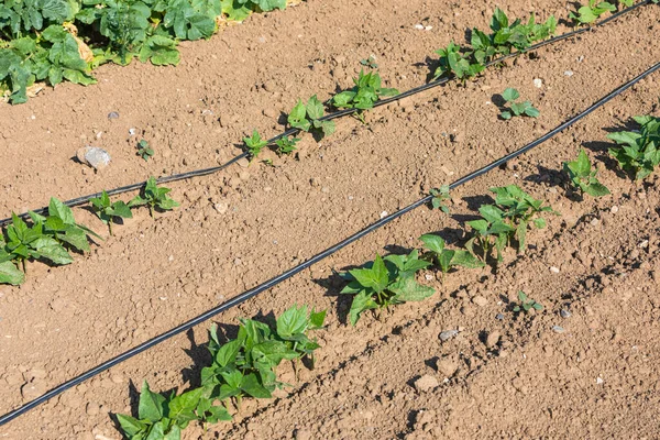 Jeunes Haricots Brousse Avec Tuyaux Pour Arrosage Goutte Goutte — Photo