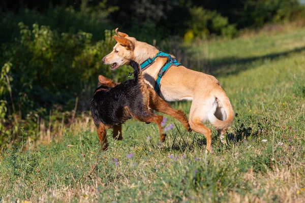 Dwa Psy Biegające Bawiące Się Łące — Zdjęcie stockowe