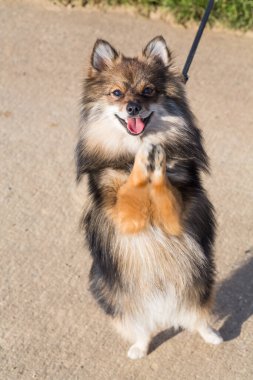 Pomeranya köpeği tasmalı