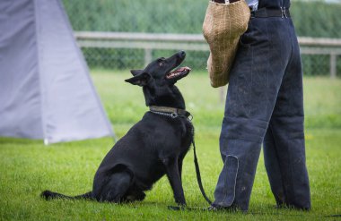 Siyah Malinois polis köpeği eğitim alıyor.