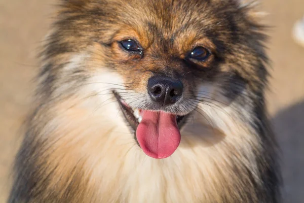 Retrato Lindo Perro Pomerano —  Fotos de Stock