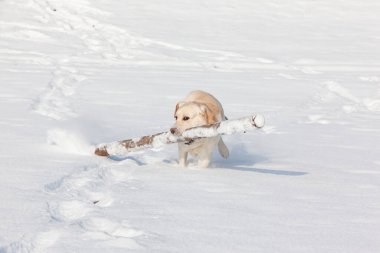 Labrador köpeği karda önlük taşıyor.