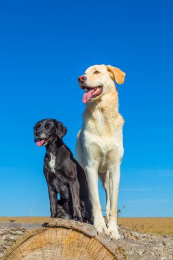 Mavi gökyüzünün önünde iki mutlu köpek