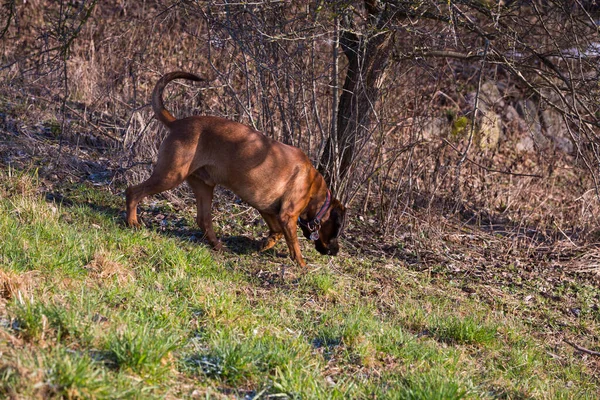 Suchhund Schnüffelt Boden — Stockfoto