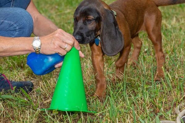 sniffer dog in dog school sniffs on a cone