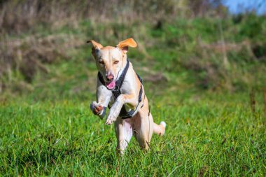 Köpek çayırda son sürat koşar.