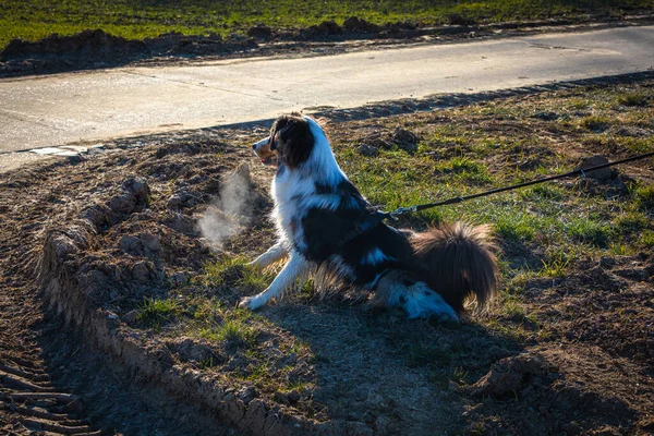 Chien Berger Australien Réactif Tire Sur Laisse — Photo