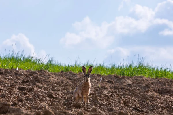 茶色いウサギが興味津々の畑に座って — ストック写真