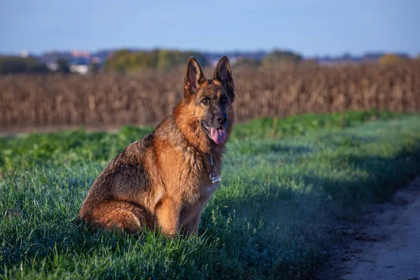 Tysk Herde Hund Sitter Bredvid Vägen — Stockfoto