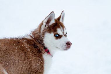 Husky yavrusu ile açık mavi gözleri kışın