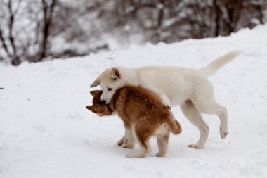 başka bir küçük dış yapraklar ısırıkları