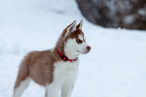 Husky Welpe mit blauen Augen auf dem Schnee, der nach rechts schaut — Stockfoto